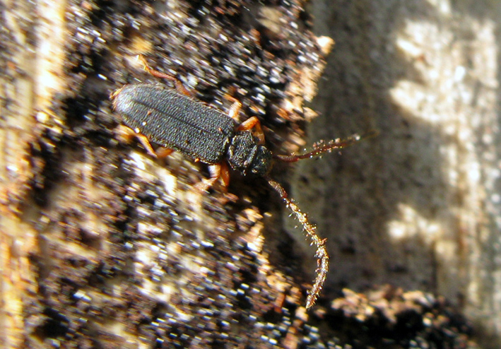 Uleiota planata (Silvanidae)